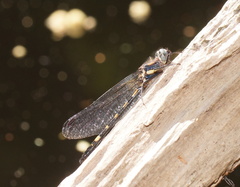 Cordulephya montana