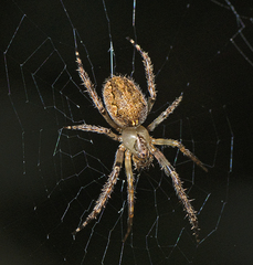 Araneus stolidus