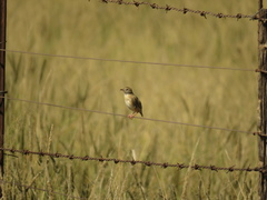 Cisticola aridulus