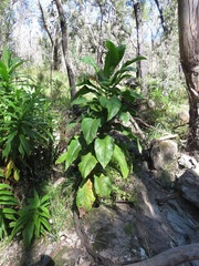 Calomeria amaranthoides