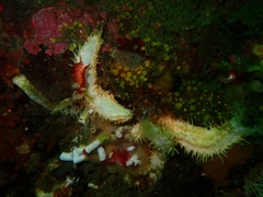 Eupentacta quinquesemita