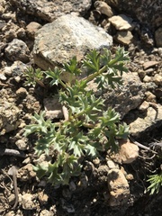 Tauschia howellii