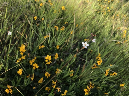 iNaturalist observation photo of San Francisco woodland-star