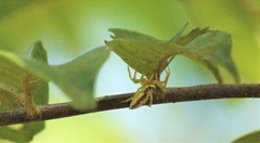 Epocilla