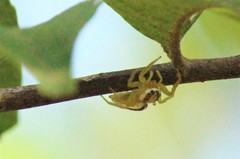 Epocilla
