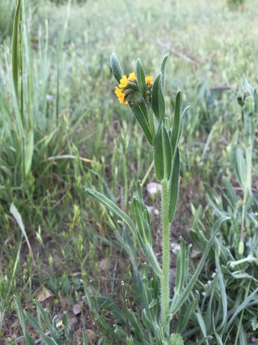 iNaturalist observation photo of Common Fiddleneck