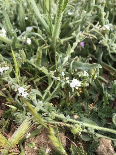 iNaturalist observation photo of valley popcornflower