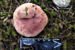 Boletus leptospermi