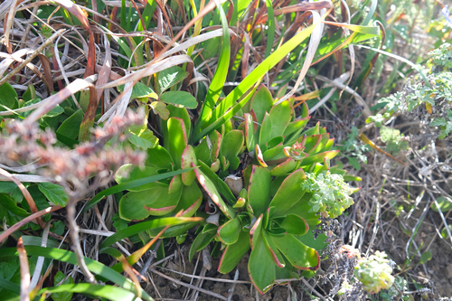 Dudleya palmeri