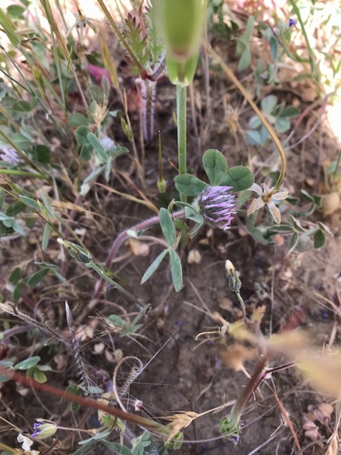 iNaturalist observation photo of Rose Clover