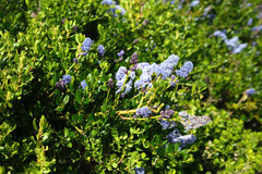 Ceanothus thyrsiflorus thyrsiflorus