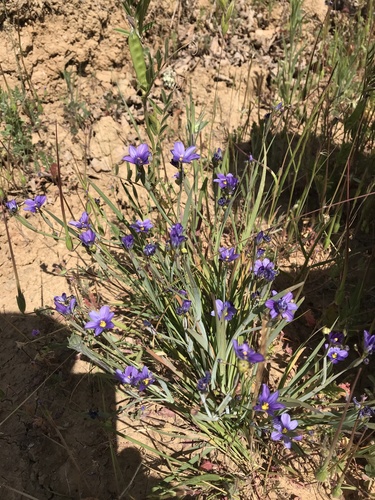 iNaturalist observation photo of western blue-eyed grass