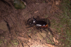 Trichogomphus mongol