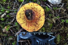 Boletus leptospermi