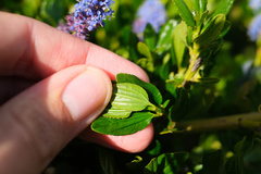 Ceanothus thyrsiflorus thyrsiflorus