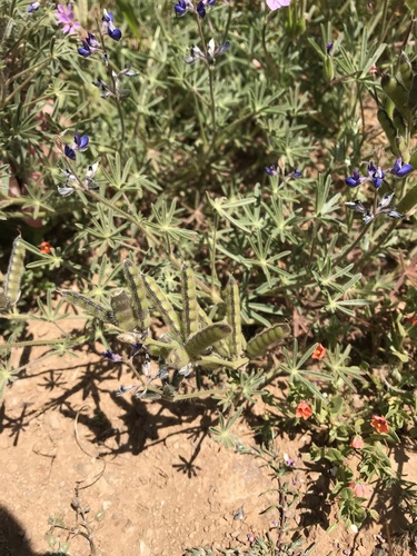 iNaturalist observation photo of Miniature Lupine