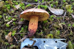 Boletus leptospermi