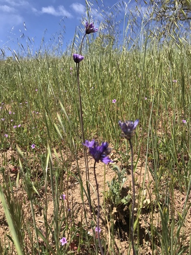 iNaturalist observation photo of blue dicks