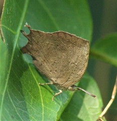 Surendra quercetorum