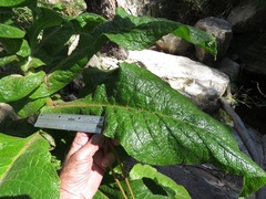 Calomeria amaranthoides