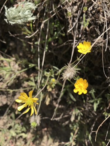iNaturalist observation photo of California buttercup