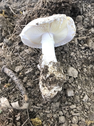 iNaturalist observation photo of Western Destroying Angel