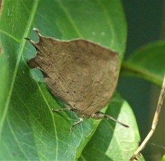 Surendra quercetorum