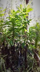 Calomeria amaranthoides