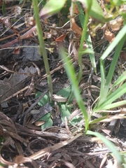 Pterostylis nigricans