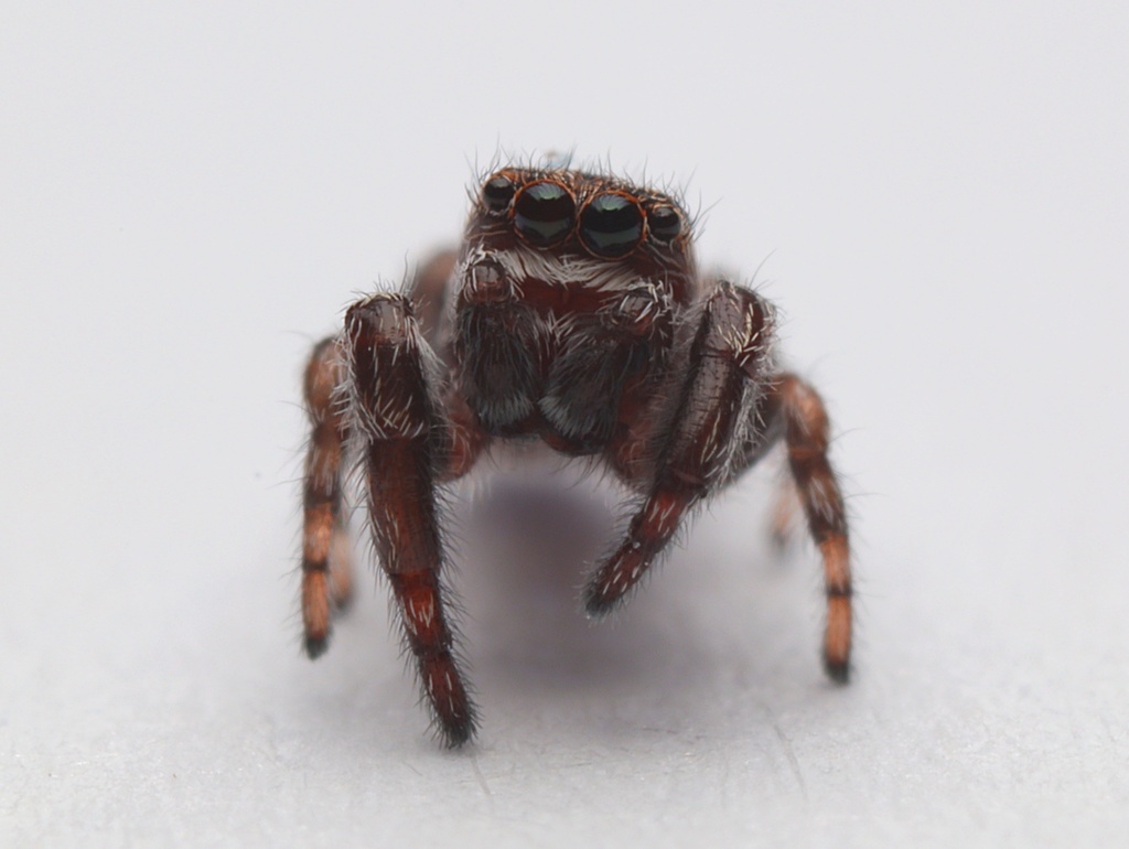 Jumping Spiders from Kaeo, New Zealand by Tom. Found a fully grown Male