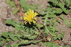 Taraxacum formosanum