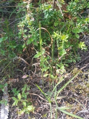 Pterostylis nigricans