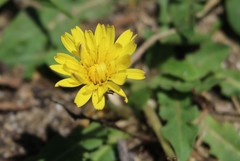 Taraxacum formosanum