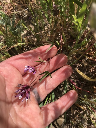 iNaturalist observation photo of tomcat clover