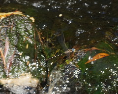 Notoaeschna sagittata