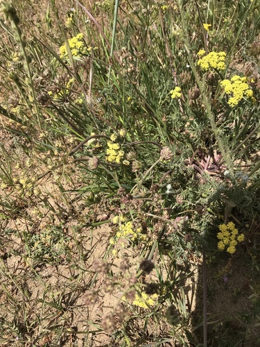 iNaturalist observation photo of Biscuitroots