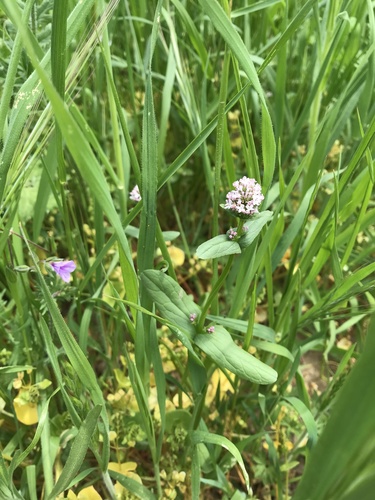 iNaturalist observation photo of Longhorn Seablush