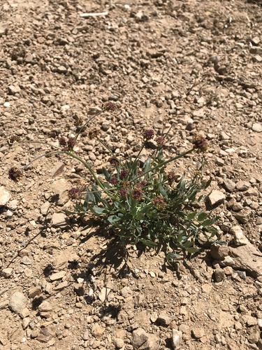 iNaturalist observation photo of Purple Sanicle
