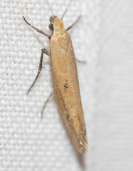 Ypsolopha ochrella