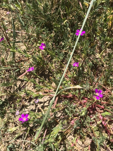 iNaturalist observation photo of redmaids
