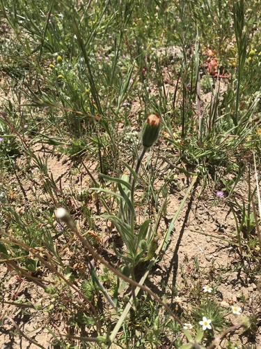iNaturalist observation photo of Blow Wives