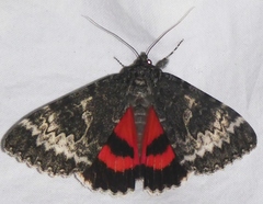 Catocala grotiana