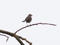 Mimus polyglottos