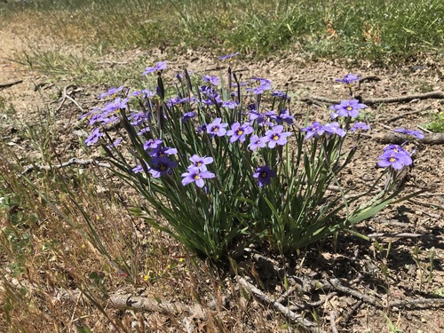 iNaturalist observation photo of western blue-eyed grass
