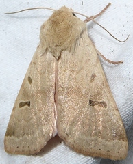 Dichagyris variabilis