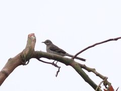 Mimus polyglottos