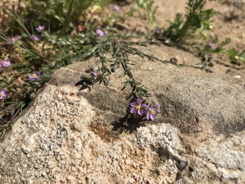 iNaturalist observation photo of Red Sand Spurrey