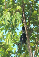 Phaenicophaeus tristis