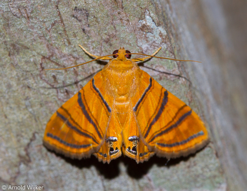 Eulepidotis inclyta Fabricius, 1775