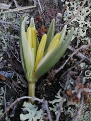 Tulipa patens